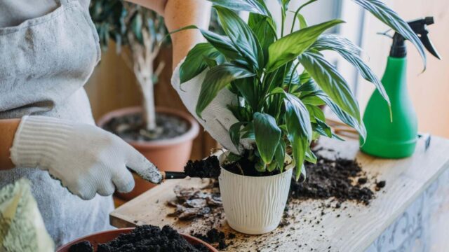 Feeding houseplants in winter