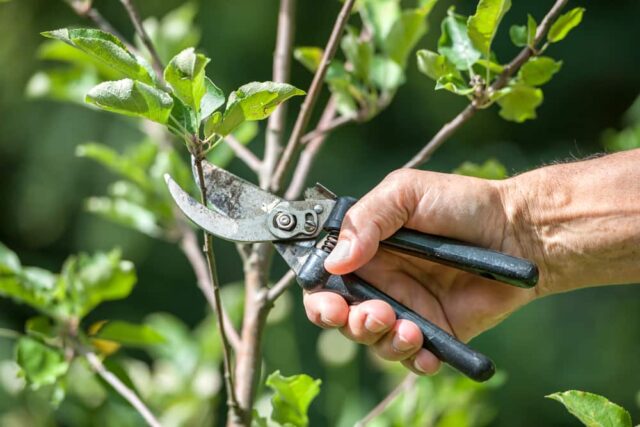 Cleaning pruning shears with alcohol